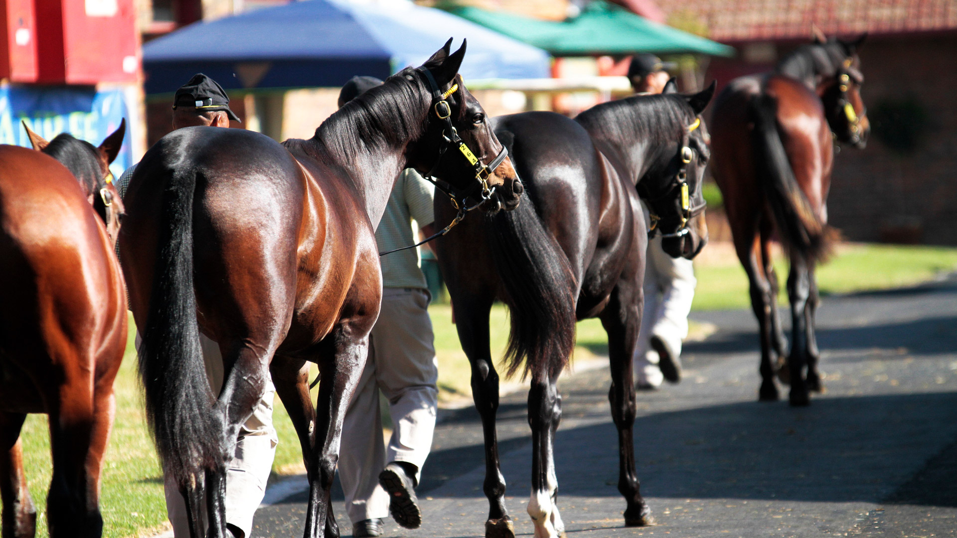 Thoroughbred Bloodstock Sales in South Africa