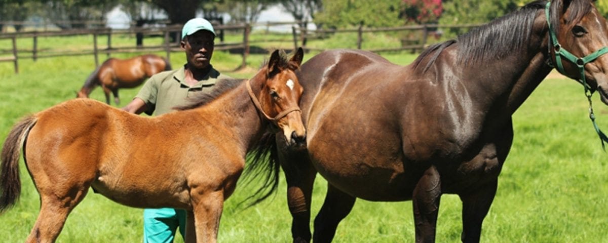 thoroughbred horse groom