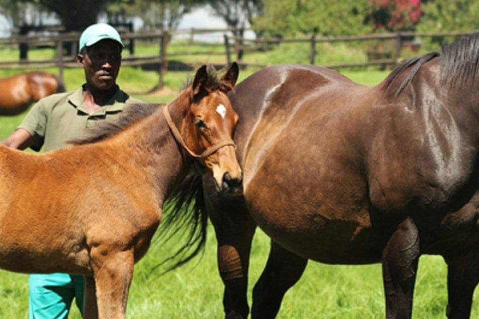 thoroughbred horse groom