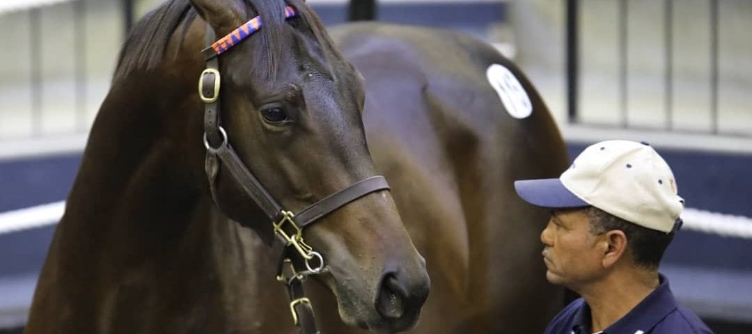 Malmoos in the 2019 National Yearling Sales ring. Image: Candiese Lenferna