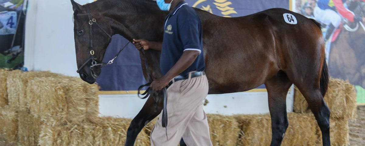 Lot 64 Galic War. Image: Candiese Lenferna