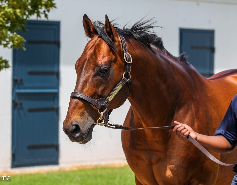 Duke Of Marmalade. Image: Candiese Lenferna