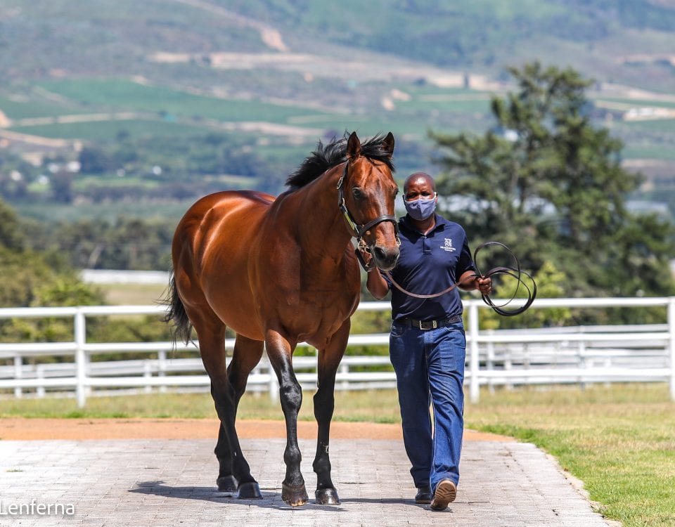 Duke Of Marmalade. Image: Candiese Lenferna