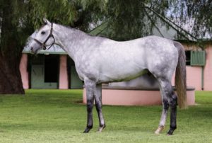 Danon Platina. Image: Candiese Lenferna
