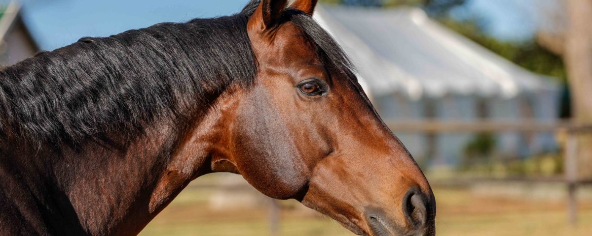 Eden Roc. Image: Candiese Lenferna