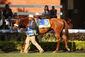 Star Express pictured in 2018, the dam of Bless My Stars and Let's Go Now. Image: Candiese Lenferna
