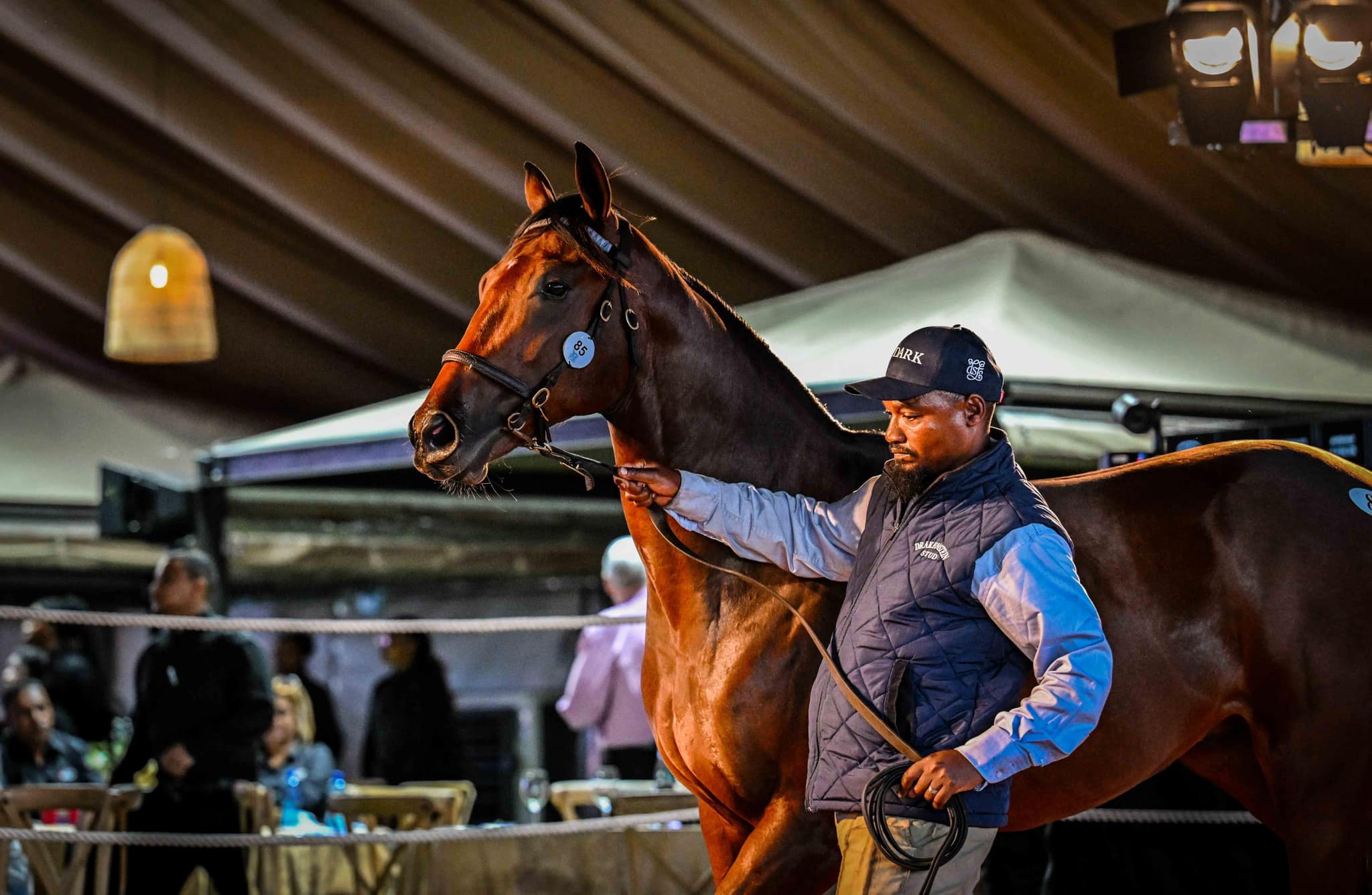 まるポン 様 ＊thoroughbred、rosy、followingday Drakenstein R9-Million Colt At Premier Sale - Thoroughbred